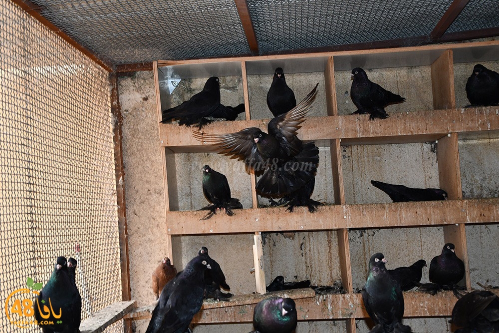 zohdi 3ashoor (110).jpeg